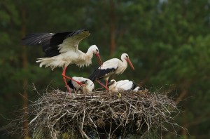 The stork is the national bird of Lithuania and it is nesting season. We saw nests like this frequently on our excursion.
