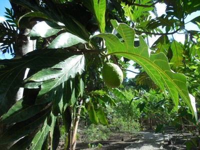 A close-up of a breadfruit