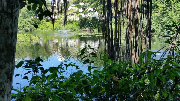 A pretty little lagoon on the resort grounds.