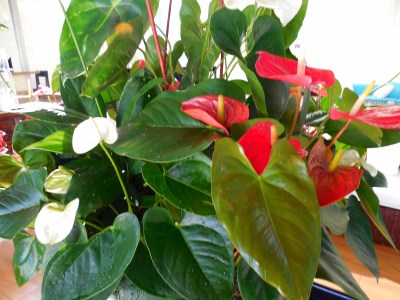 Anthurium -  in the lobby and on the grounds.