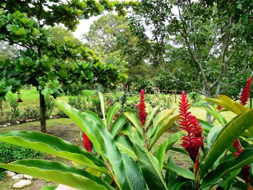 The grounds of the "plantation," though small, were beautiful with ginger everywhere.
