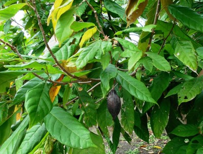 Cocao Beans - Chocolate!