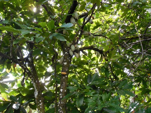 Cocao - I'm not sure what the picture that I called cocao was in the last post, but this is actually cocao and lots of it.