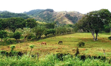 Dominican Countryside