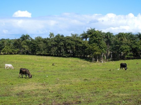They raise a fair amount of cattle, but the beef is pretty lean and tough.
