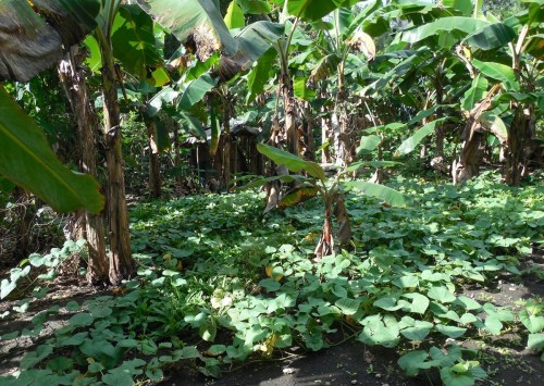 Papo's property was not much larger than the plantation we toured before, but they grow pumpkins, yams, pineapple, bananas, cocoa, beans, coconut, coriander, chickens...