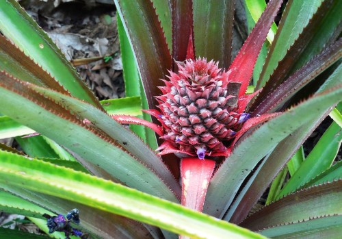Pineapple close-up. I'm not sure what the little guy in the lower corner is.