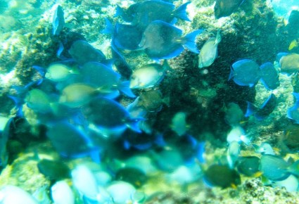 Schools of beautiful fish