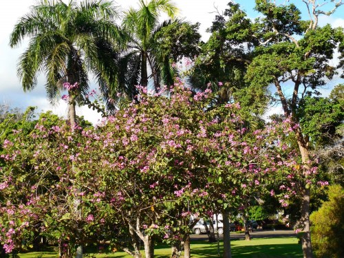 The landscaping on the resort is beautiful.