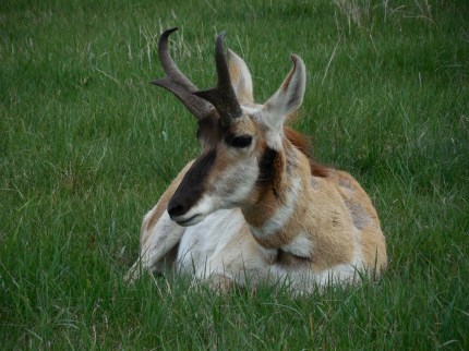 A Pronghorn - very distinguished.