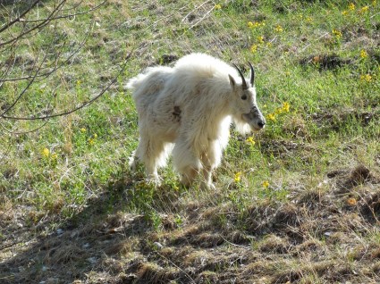 A very distinguished mountain goat in Mount Rushmore National Park