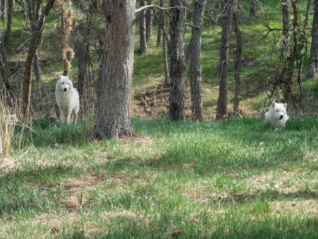 Arctic Foxes
