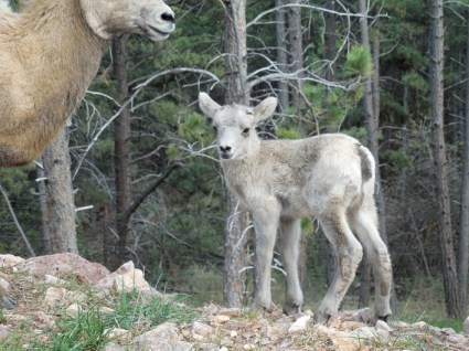 Awww, It's a Baby (mountain goat)