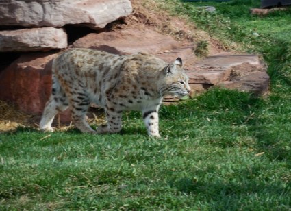 Bobcat