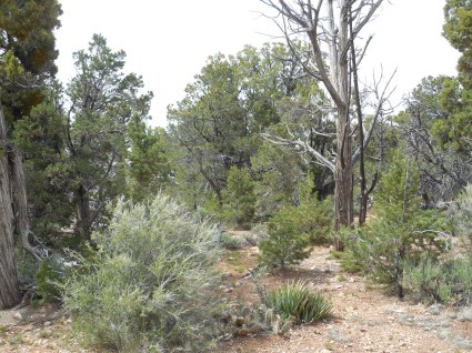 Grounds near the Visitors Center