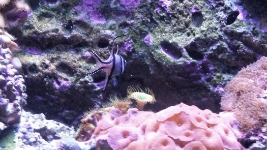 I love these colors.