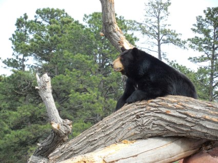 King of the Mountain