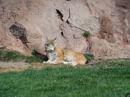 Lynx - I dig the do.