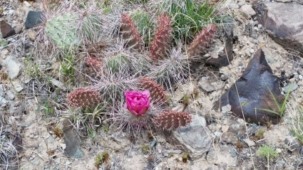 Lovely Cactus Flowers