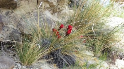 More Lovely Cactus Flowers