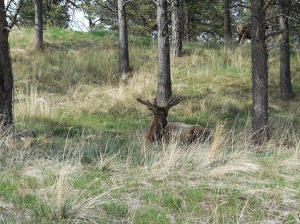 Mule Deer