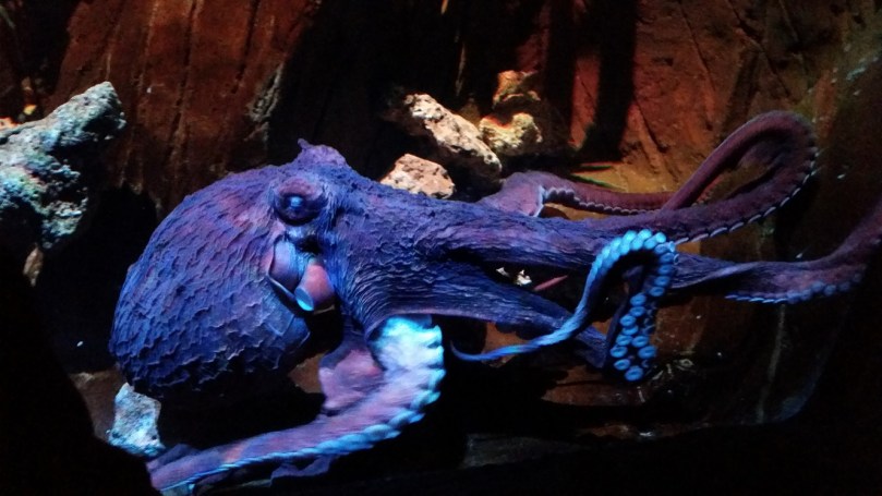 Octopus - So Cool! This guy was tucked up in a corner so that we could hardly see him and then he just glided down across the glass right in front of us - AWESOME!!!