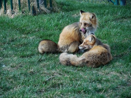 Red Foxes