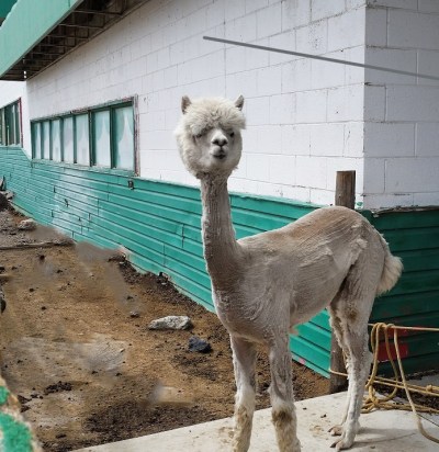 Saw this Alpaca on the way to Salt Lake City -  Looks like a Dr. Seuss character to me.