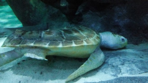 Sea Turtles  - so dignified.