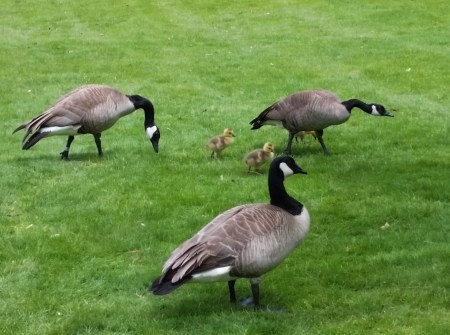 Spring and new babies - so cute.