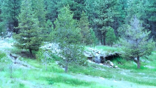 The desert has its beauty, but I prefer the lush, green vegetation of the forests.