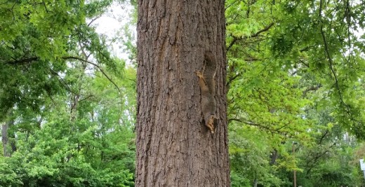 This funny little guy, literally ,just hung out eating a peanut while we took his picture.