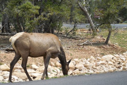 We saw elk everywhere in the park - so regal.
