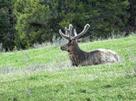 An Elk Enjoying the Lovely Morning