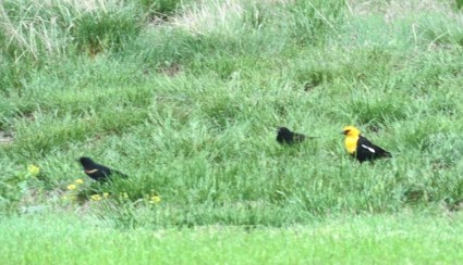 I recognize the redwing blackbird but not the others. 