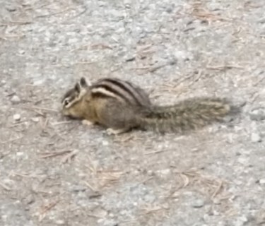 More wildlife - so cute. (When Traci was very young, she called these "cimpawumps" - also too cute.)