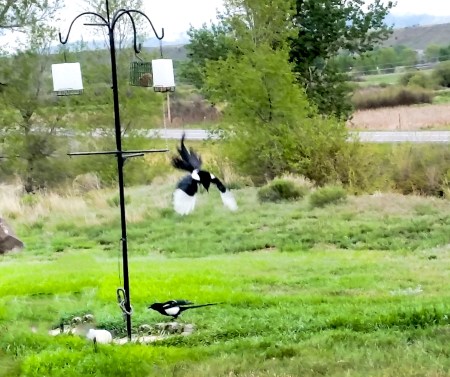 The magpies came in the mornings and evenings to feed.