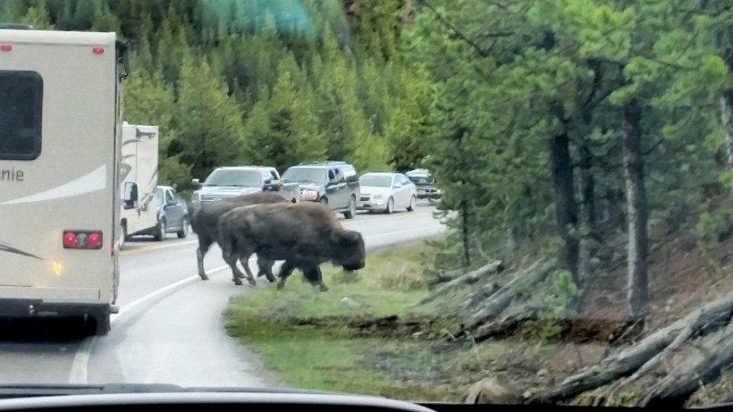 They have the right of way and nobody's going to argue.