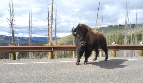 This guy along with some of his buddies got on the bridge we were on. Again we were not 75ft. away. Traci was kind of freaked.