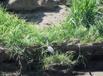 A Little Blue Heron