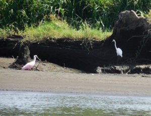 A Roseate Spoonbill and a Great Egret