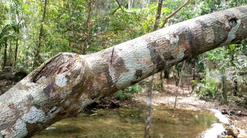 Arturo didn't know what kind of tree this is. I think it looks like camouflage, but whatever - I thought it was pretty cool.