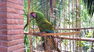 Both green and scarlet macaws are indigenous to the jungles of Mexico.