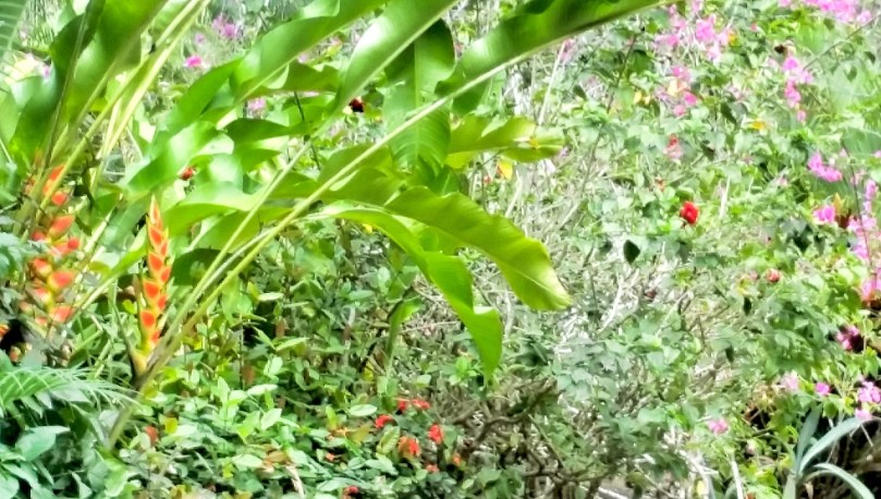 Dense jungle vegetation