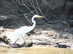 Great Egret on a mission.