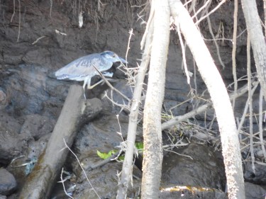 I'm not sure on this one, but I think it's another type of kingfisher.