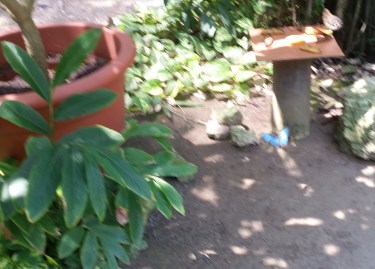 My favorites - they were prevalent but hard to catch on camera.