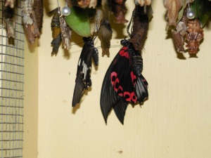 Newly emerged butterflies dry their wings surrounded by cocoons still sheltering their developing inhabitants. 