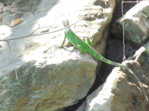 Our guide called this a Jesus lizard because they can walk on water - her words, not mine.