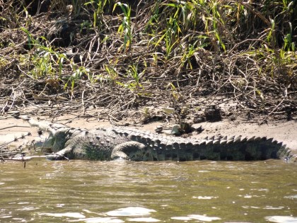 They bask in the sun to get warm, but when they get too warm they lie with their mouths open to cool down.